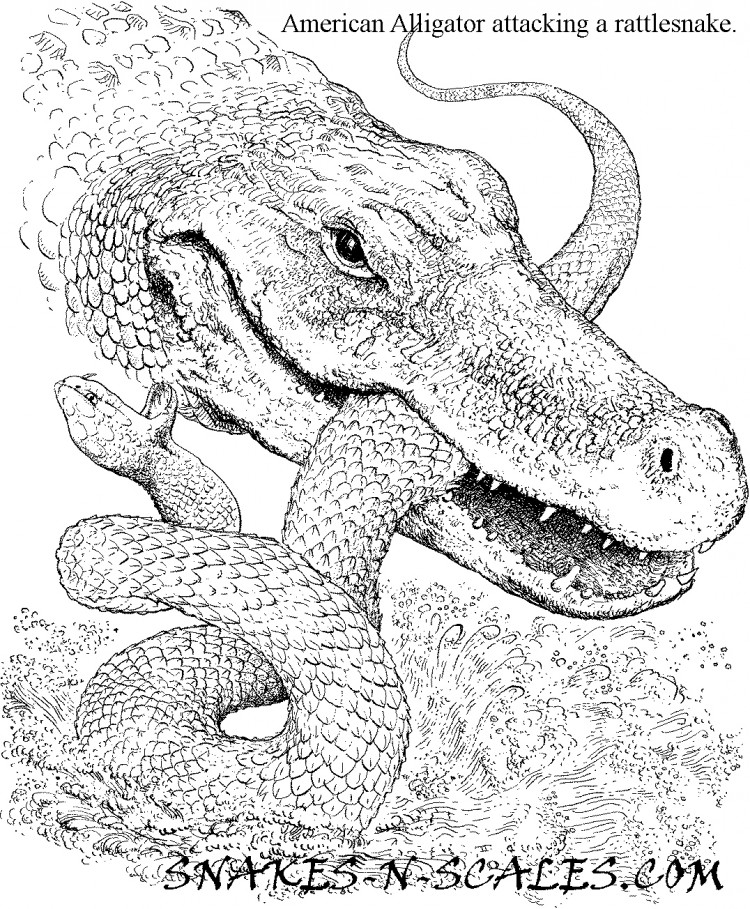 750x909 Alligator Snapping Turtle Coloring Pages American Alligator