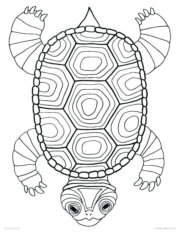 618x800 Coloring Pages Turtle