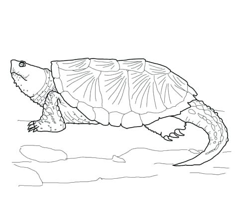 480x419 Turtles To Color