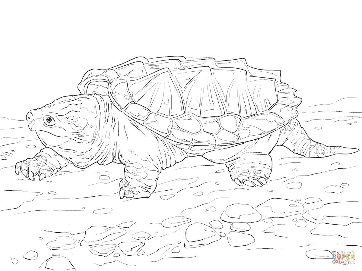 1200x900 Alligator Snapping Turtle Coloring Pages Coloring Pages