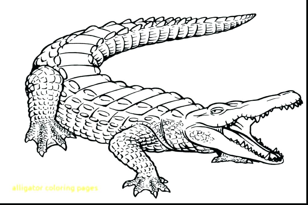 1024x681 Alligator Snapping Turtle Coloring Pictures Dragon Outline