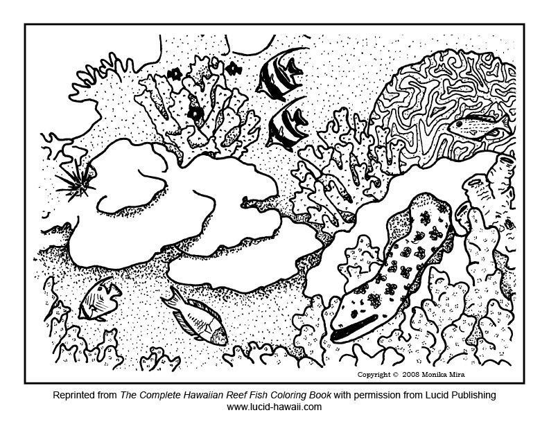 792x612 Coral Reef Coloring Pages For Kids