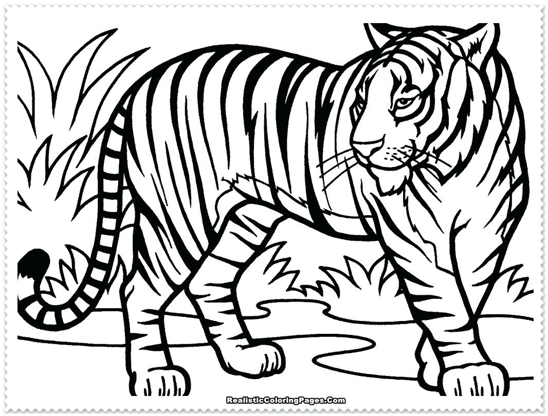 1066x810 Hippo Coloring Pages Online Tiger Color Sheet Free Amazing Page