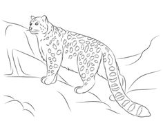 236x176 Snow Leopard Coloring Pages For Kids And Adults Snow Leopard