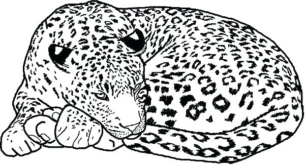 600x326 Snow Leopard Coloring Pages Education Snow Leopard Colouring Sheet