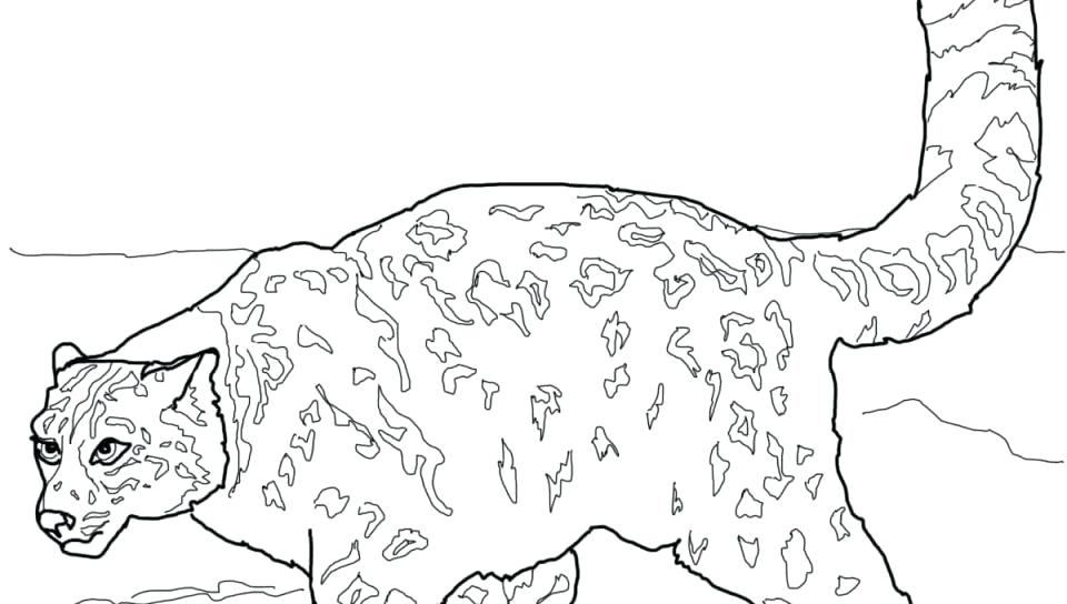 960x544 Snow Leopard Coloring Pages Leopard Coloring Page Free Printable