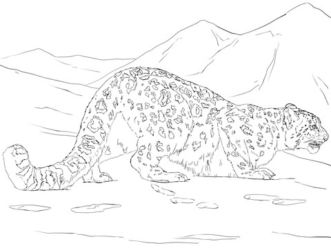 480x360 Snow Leopard Hunting Coloring Page