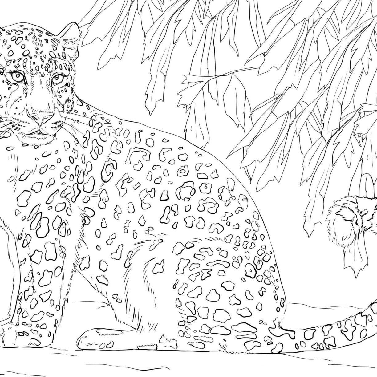 1224x1224 Snow Leopards Coloring Pages Free Hotel To Transylvania Coloring