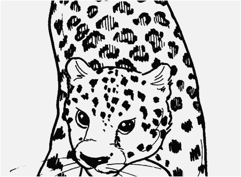 827x609 Coloring Snow Leopard Gallery Free Leopard Coloring Pages
