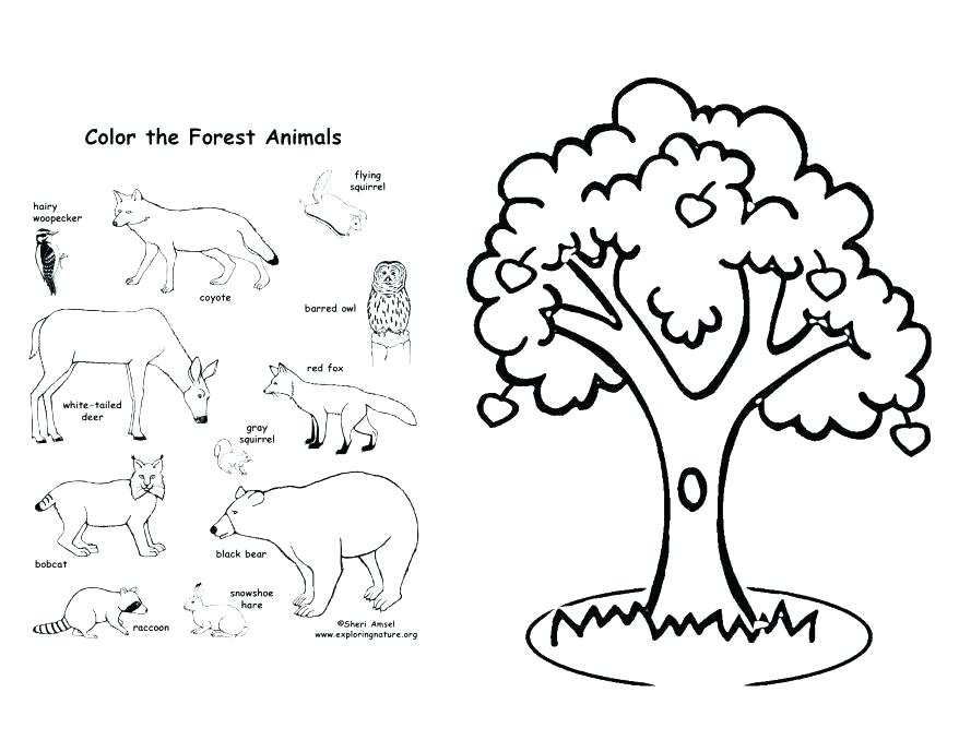 878x678 Forest Coloring Page Coloring Page Forest Coloring Pages Apple