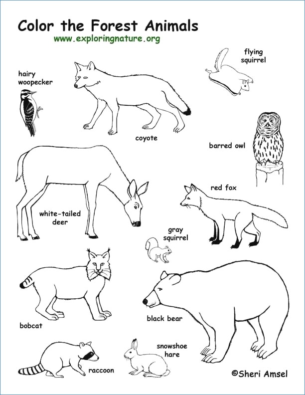 612x792 Polar Bear Winter Animal Coloring Pages