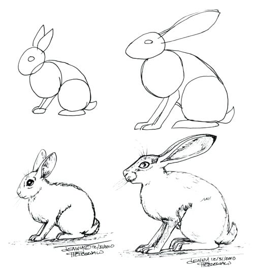 500x540 Snowshoe Animal Coloring Pages Click To See Printable Version