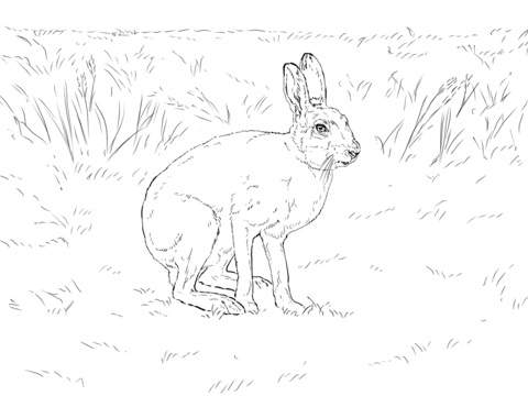 480x360 Snowshoe Hare Coloring Page