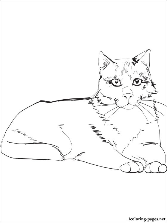560x750 Snowshoe Cat Coloring Page Coloring Pages