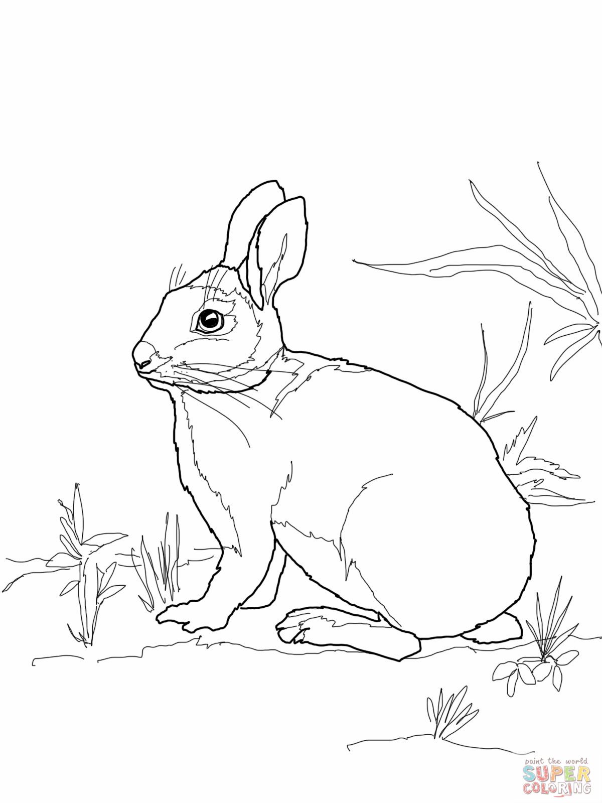 1200x1600 Cottontail Marsh Rabbit Coloring Page Mosaic
