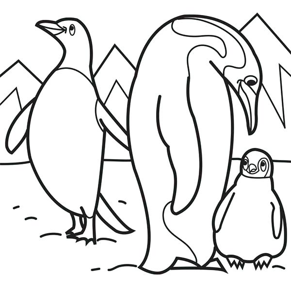 600x600 Snowshoe Animal Coloring Pages Transasia