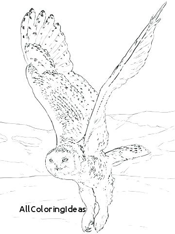 360x480 Free Printable Owl Coloring Pictures Owl Mandala Coloring Page Owl