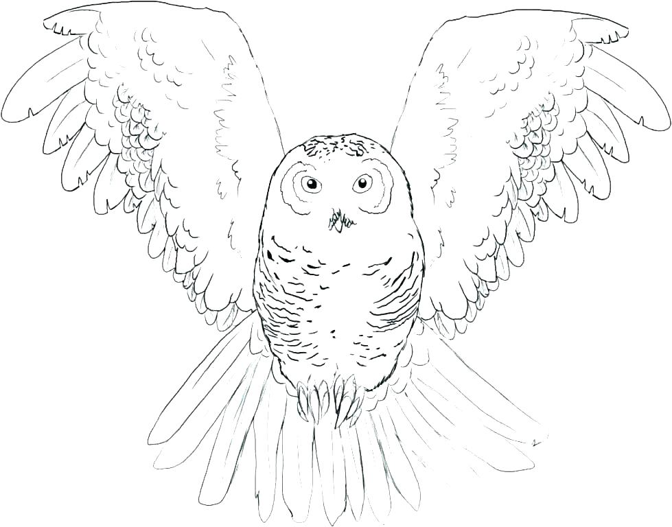 979x768 Snowy Coloring Pages Snowy Owl Colouring Page Owl Color Pages Owl