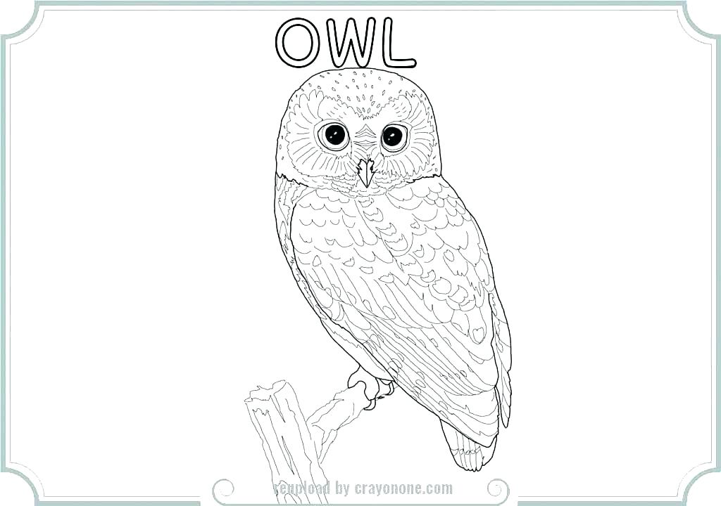 1024x720 Snowy Owl Coloring Page Owl Printable Coloring Pages Owl Printable