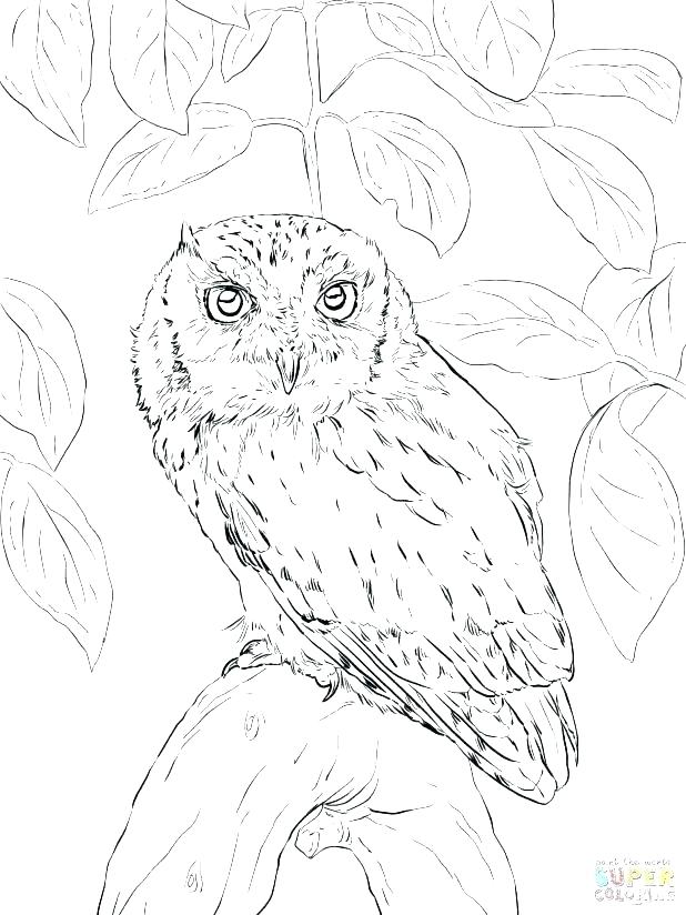 618x824 Snowy Owl Coloring Page Snowy Owl Coloring Page Free Download