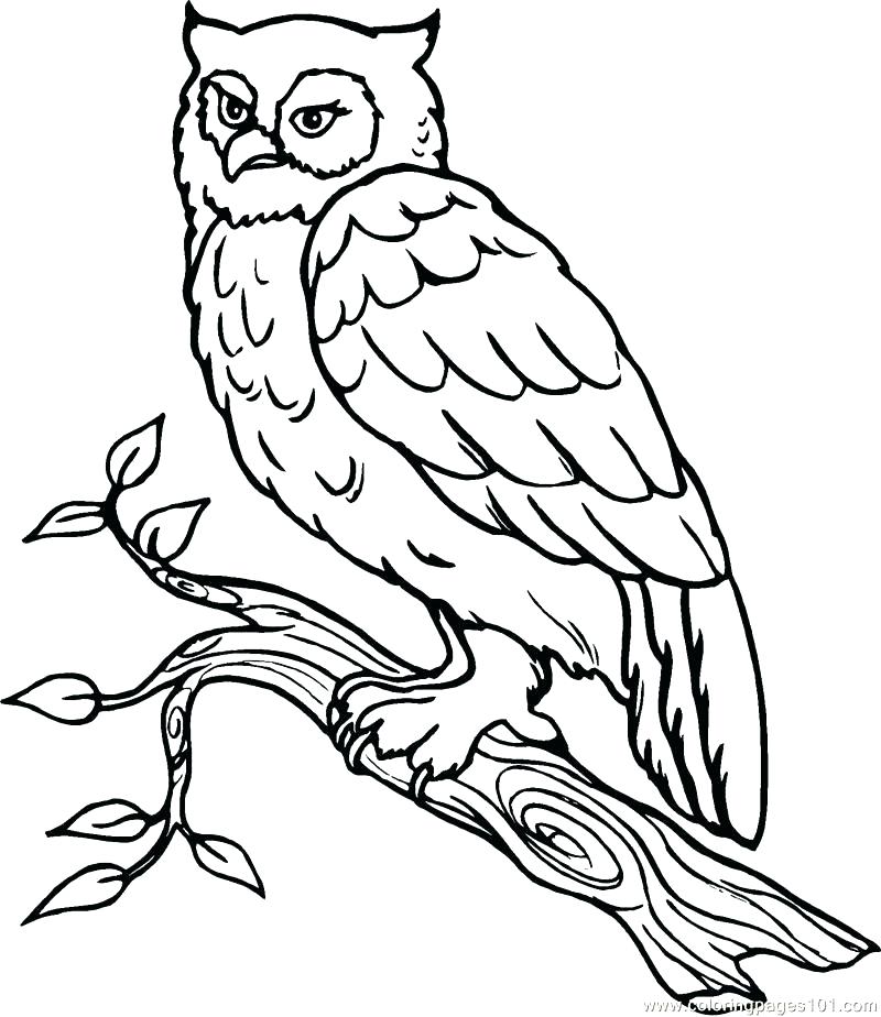 800x924 Snowy Owl Coloring Pages Owl A Coloring Snowy Snowy Owl Colouring