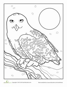 236x304 Free Snowy Owl Coloring Page