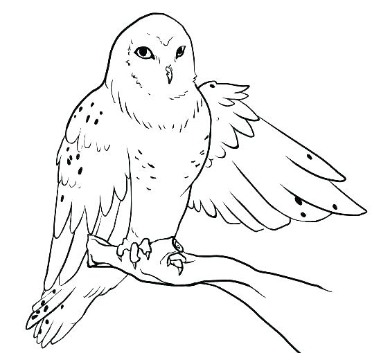 550x510 Cartoon Owl Coloring Pages Snowy Owl Coloring Page Cartoon Owl