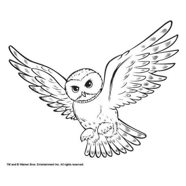 600x600 Coloring Snowy Owl Hedwig Picture Liked On Polyvore Featuring