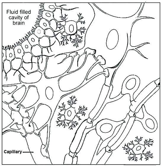 547x560 Human Cell Coloring Pages Biology Coloring Book Biology Coloring