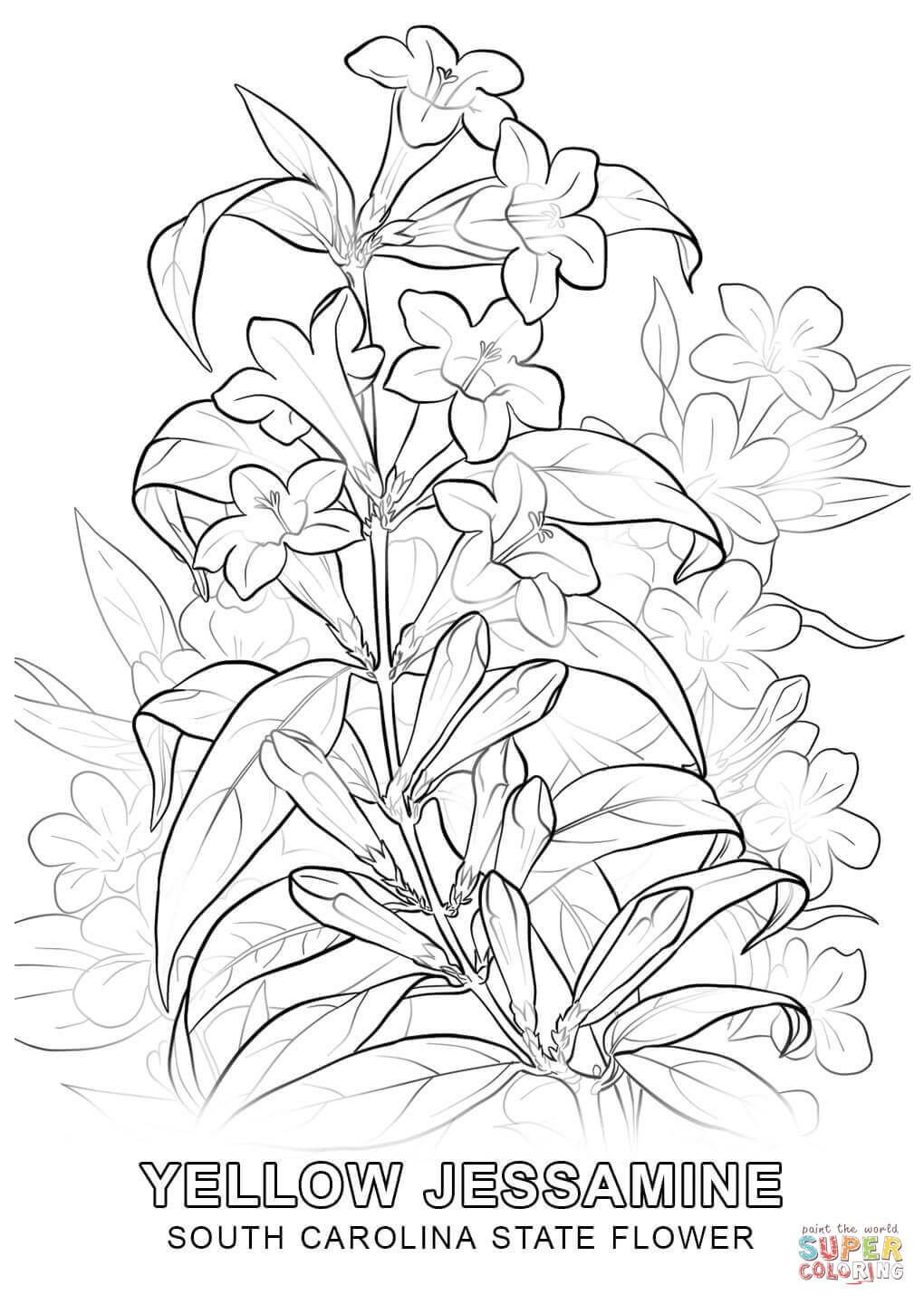1020x1440 South Carolina State Flower Coloring Page Free Printable