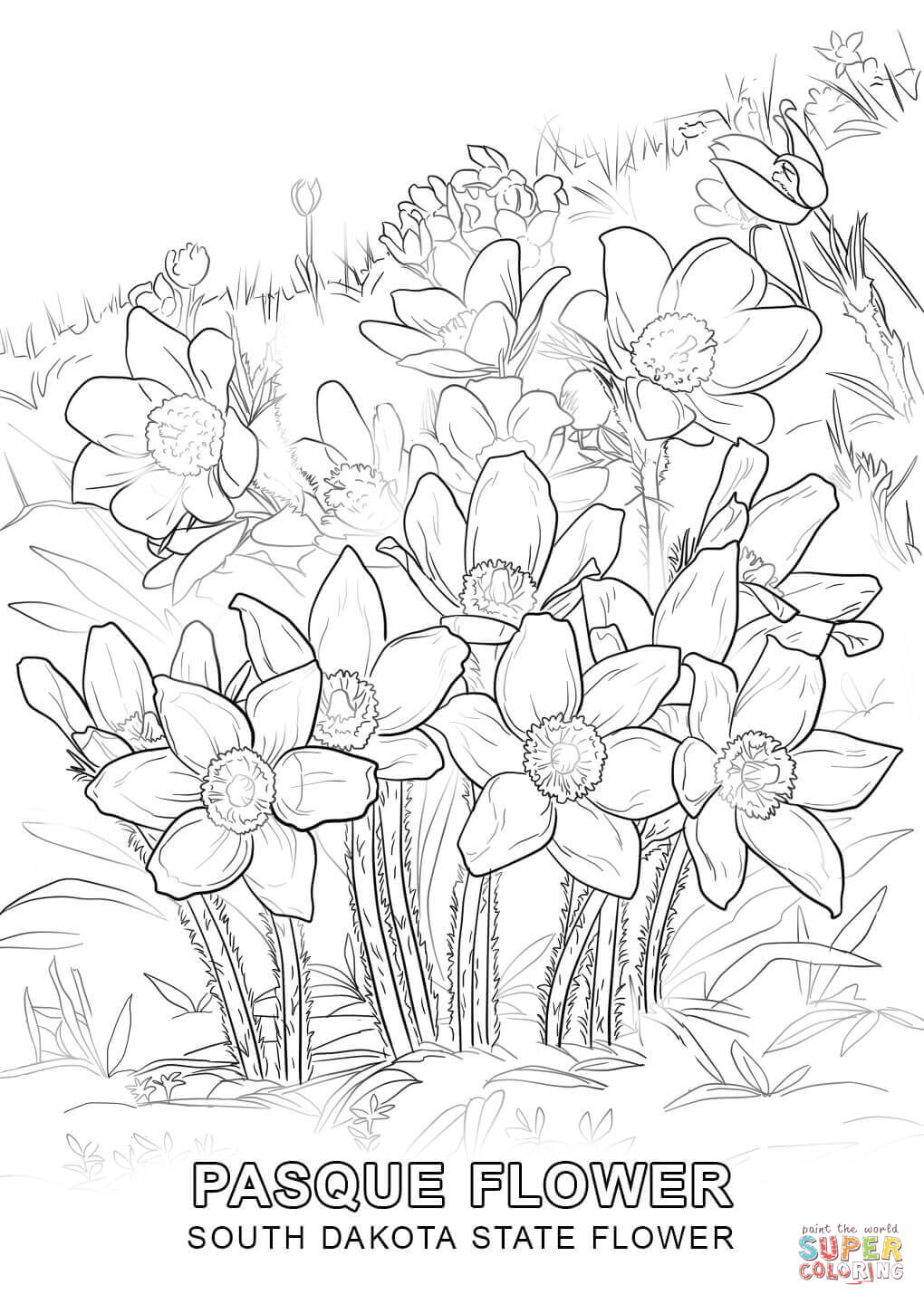 1020x1440 South Dakota State Flower Coloring Page