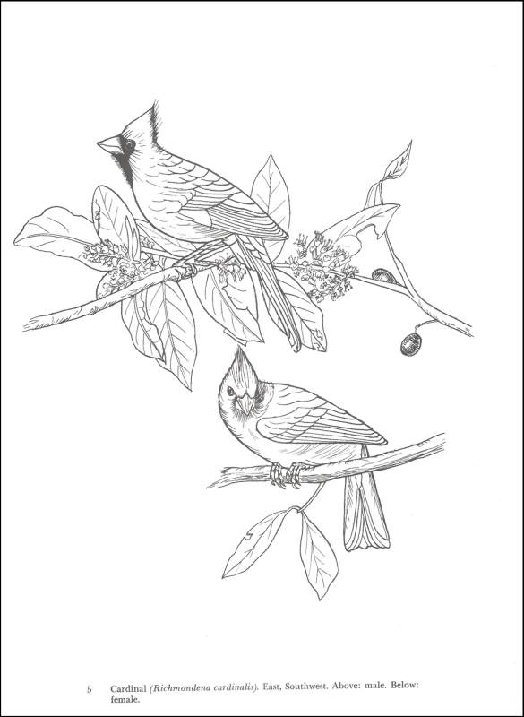 585x800 Audubon Birds Of America Coloring Book