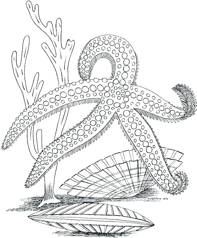 630x763 Marine Coloring Page Marine Coloring Pages Seascape Ocean