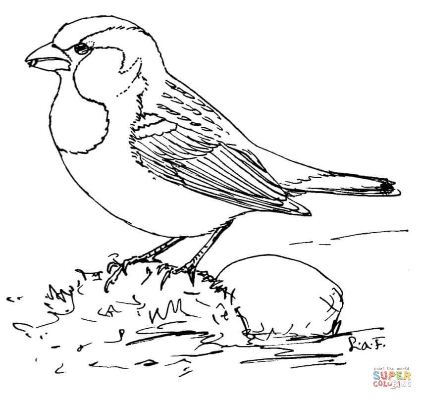 852x806 House Sparrow Super Coloring Digi Stamps