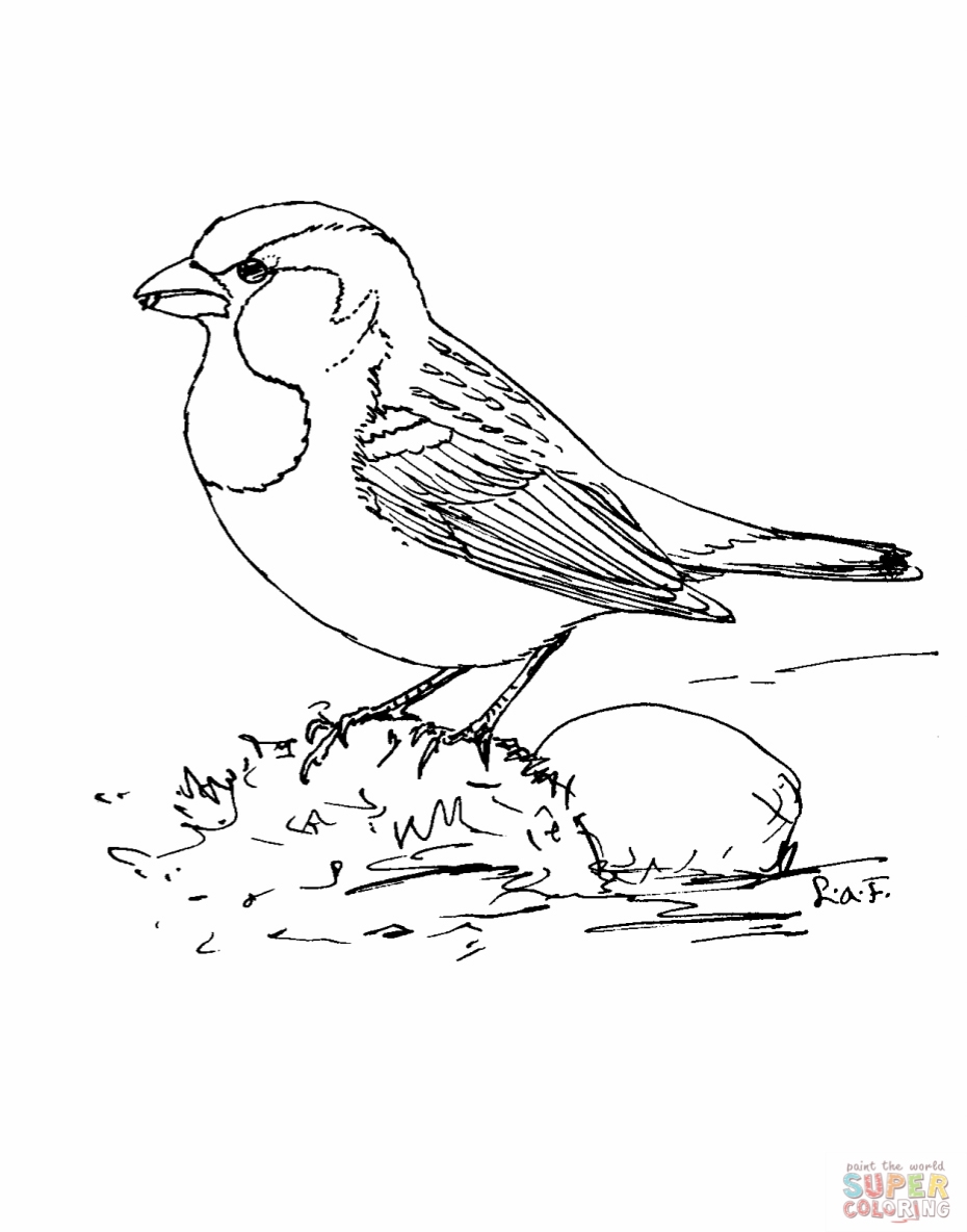 930x1184 Sparrows Coloring Pages Printable Coloring For Kids