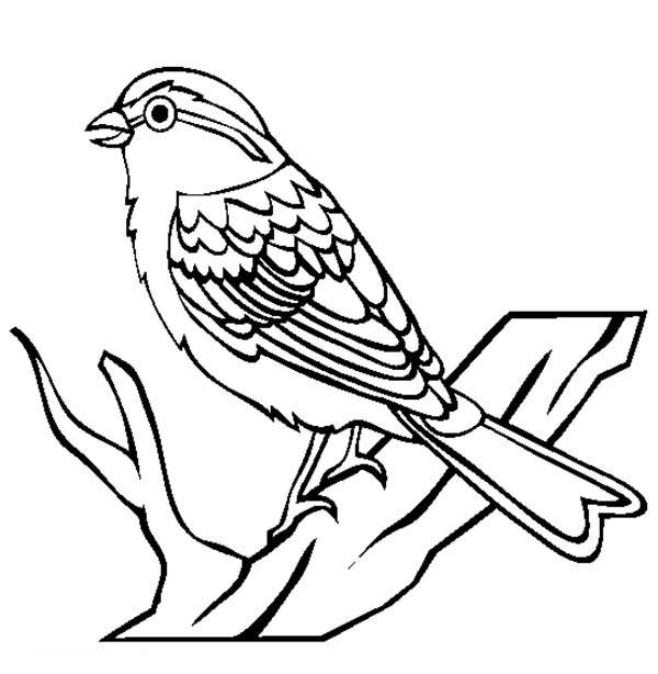 Sketch Of Sparrow Flying Coloring Pages Sketch Coloring Page