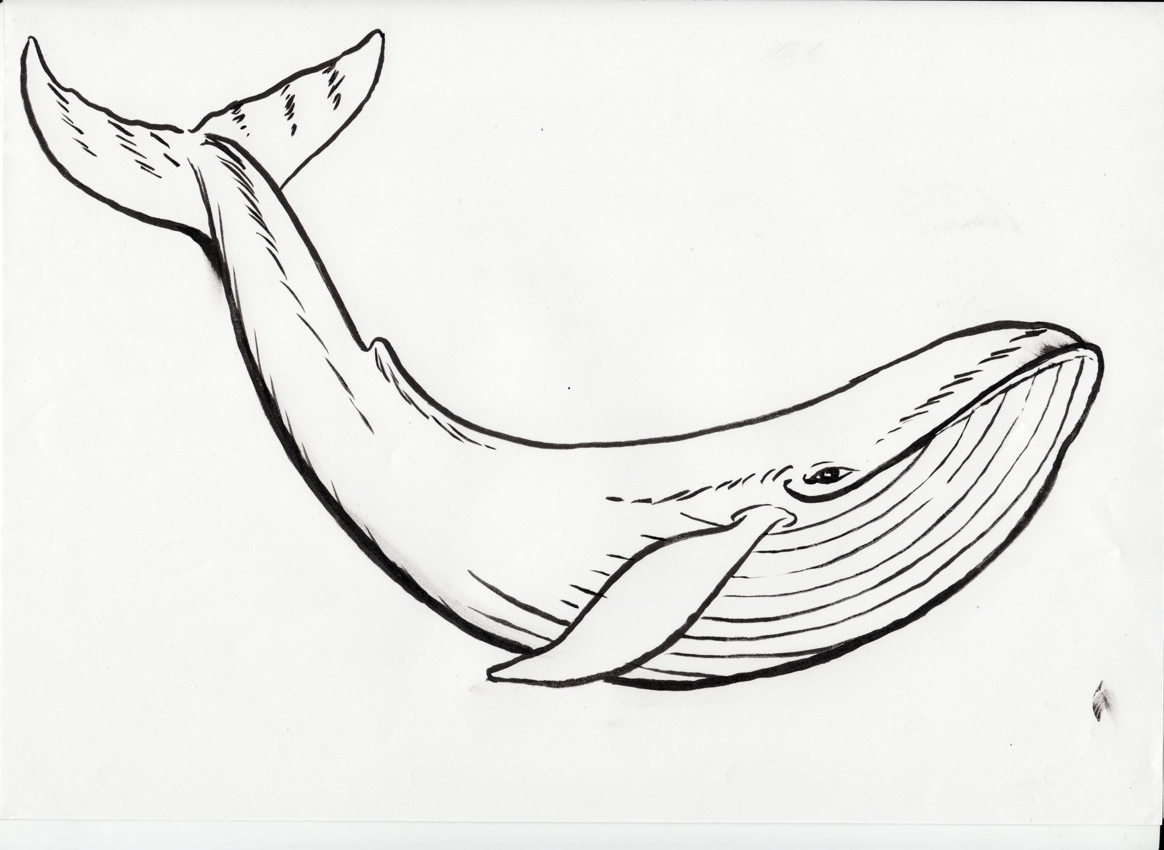 2362x1724 Humpback Whale Black Clipart Humpback Whale Coloring Page