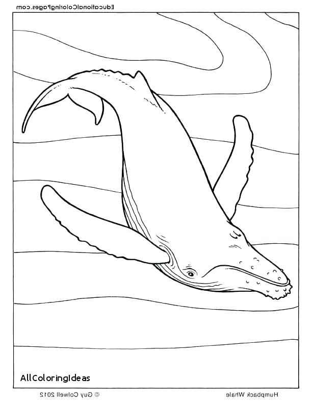 612x792 Sperm Whale Coloring Page Humpback Whale Humpback Whale Coloring
