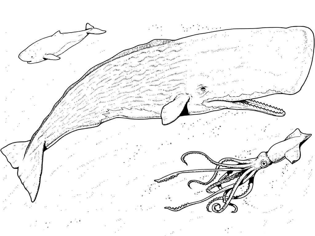 1024x768 Sperm Whale And Squid Coloring Pages