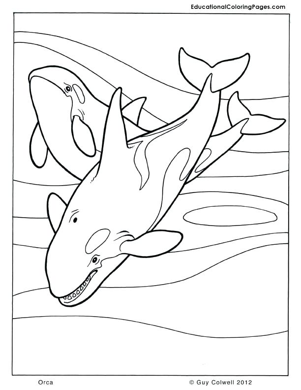 612x792 Whale Coloring Pages Killer Whale Coloring Page Coloring Page