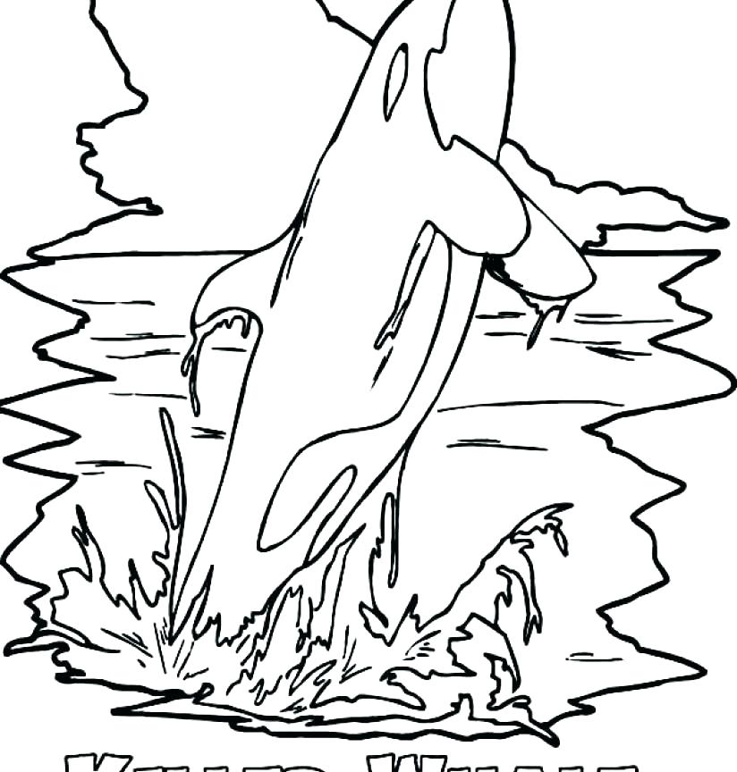 824x864 Cheap Whale Coloring Page Print Pages Images Sheets Co Humpback