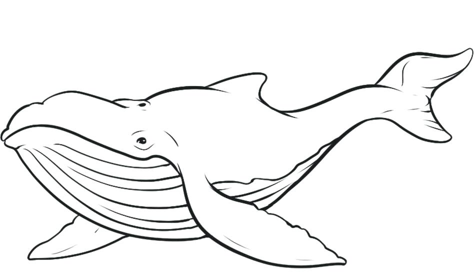 948x556 Coloring Pages For Kids Cars Whale Page Sperm Pictures