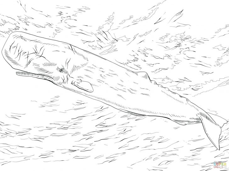 728x546 Coloring Pages For Kids Free Sperm Whale Or Page Printable Narwhal