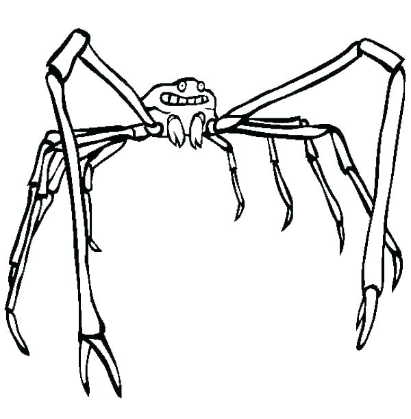 600x612 Spider Color Page Spiders Coloring Pages Spider Color Page Spider