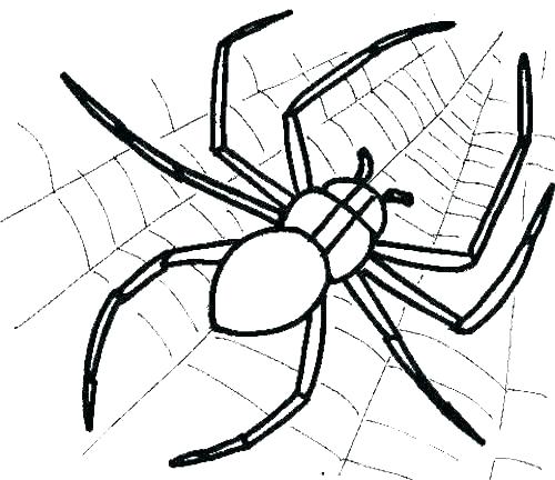 500x432 Spider Color Page Spiders Coloring Pages Spiders Coloring Pages B