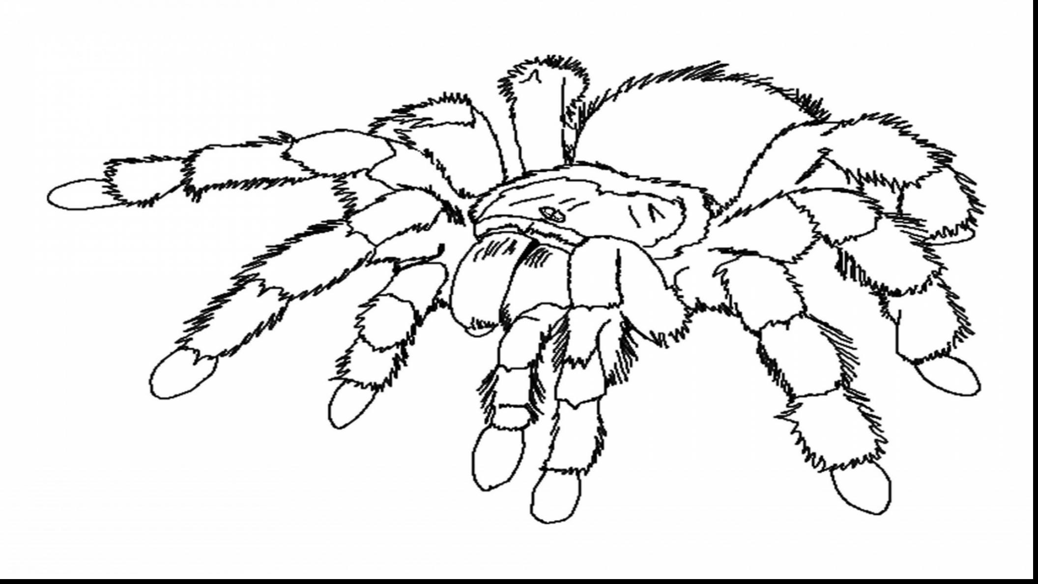 2112x1188 Beautiful Design Spider Coloring Pages Spiders Coloring Pages Free