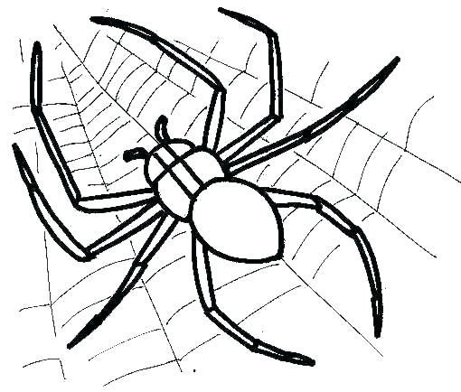 510x434 Spider Color Page