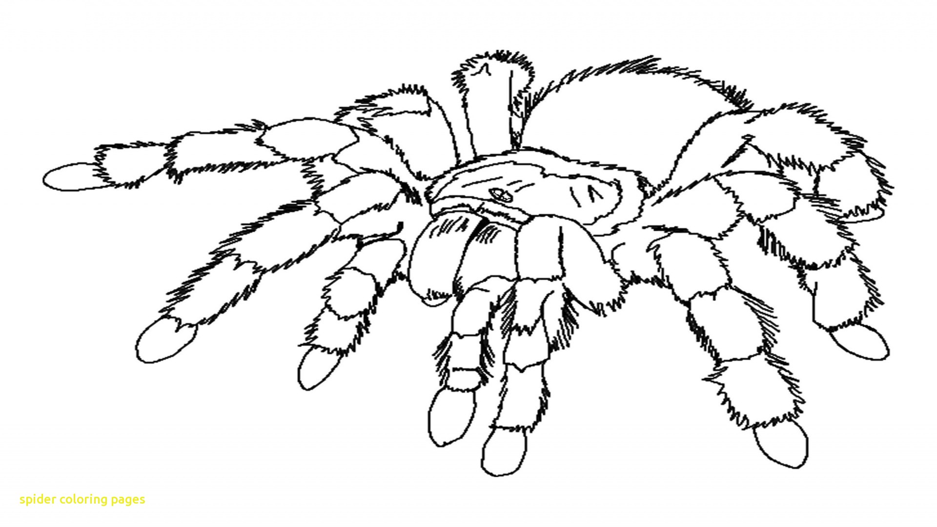 1920x1080 Spider Coloring Pages With Printable Spider Coloring Pages
