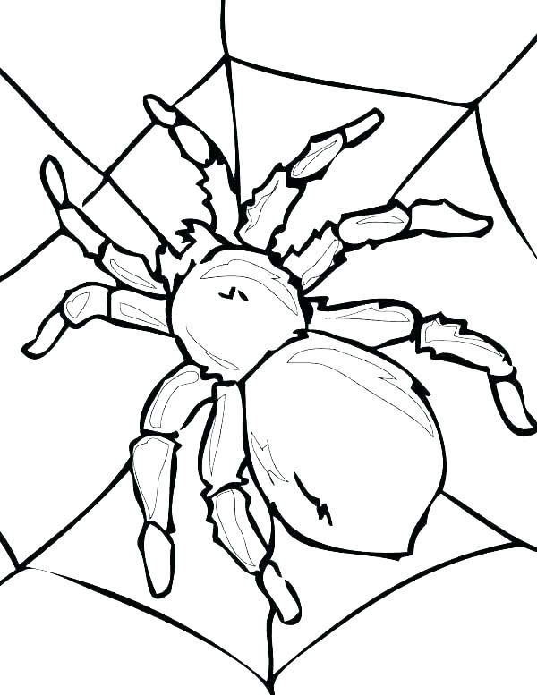 600x777 Spider Coloring Pictures Free Spider Coloring Pages B Spider
