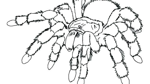 585x329 Spider Pictures To Color